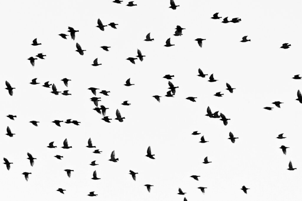 Artistic silhouette of birds in flight against a clear sky, showcasing a natural pattern.